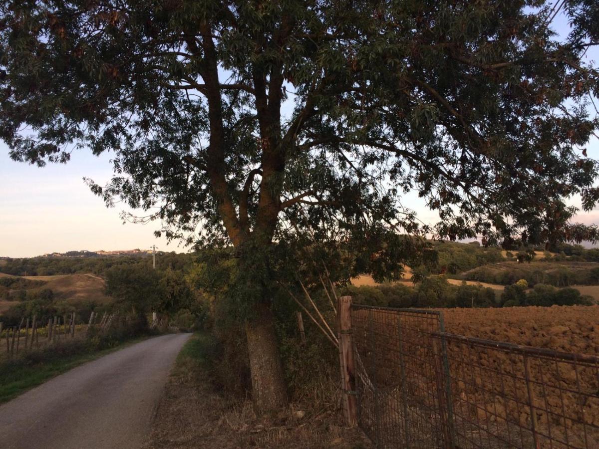 Campagnatico Tenuta Santa Mariaヴィラ エクステリア 写真